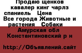 Продаю щенков кавалер кинг чарлз спаниель › Цена ­ 40 000 - Все города Животные и растения » Собаки   . Амурская обл.,Константиновский р-н